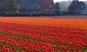 Flowers in Holland