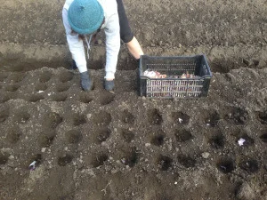 Planting Garlic