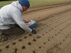 Sowing Seeds